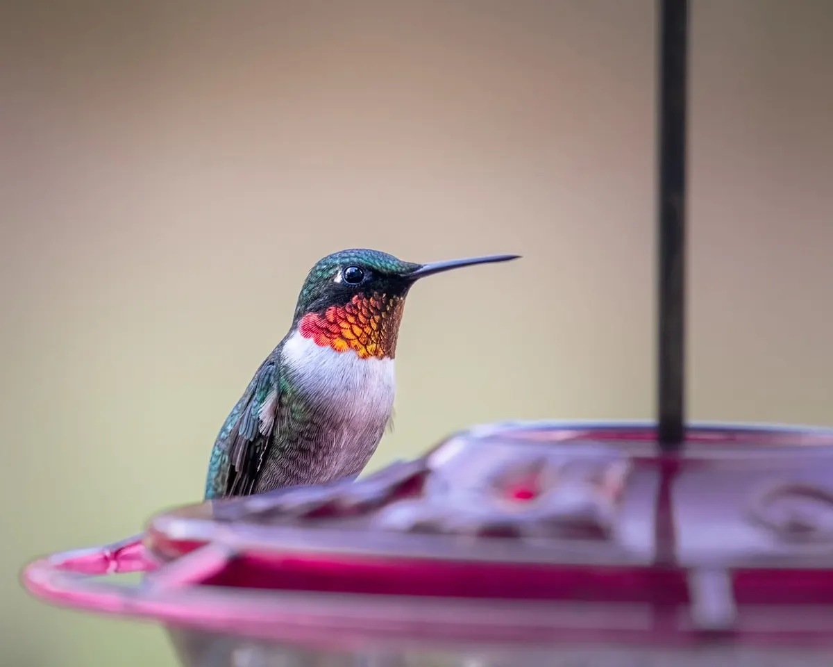 6 Feeder Hygiene Mistakes That Make Backyard Birds Sick
