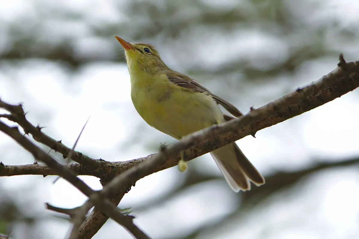 Five Lookalike Warblers and the Field Marks That Separate Them
