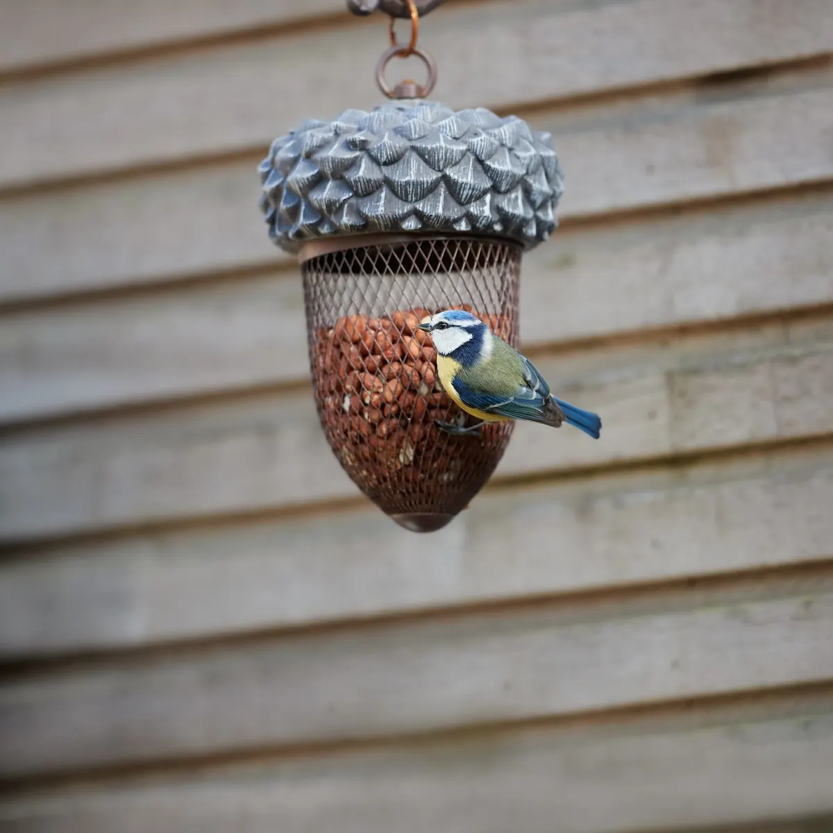 How to Turn a Small Balcony Into a Real Bird Habitat