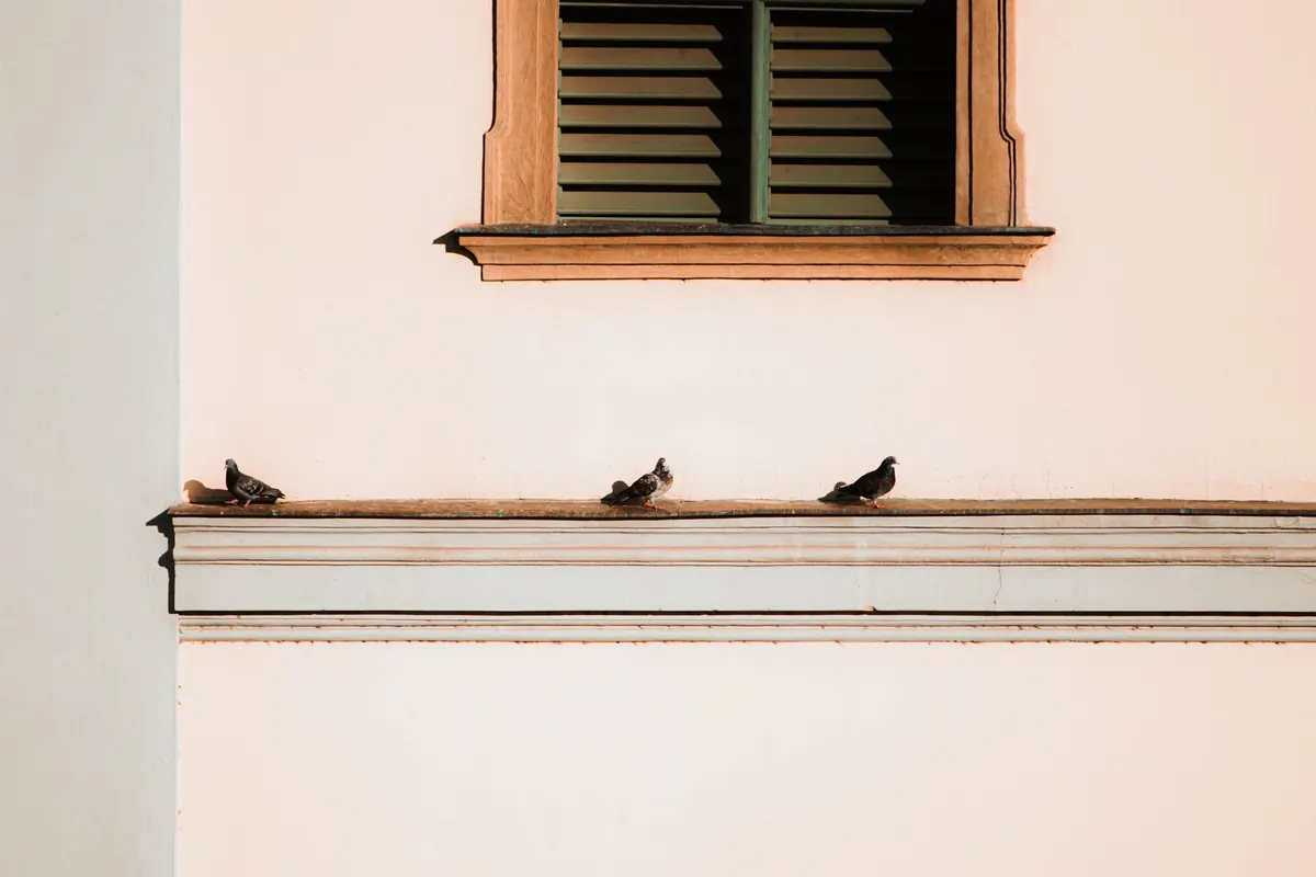 Why Windows Kill a Billion Birds a Year, and the Cheapest Fixes That Work